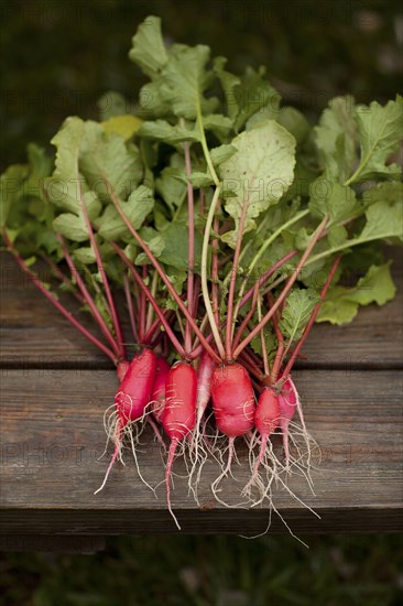 Close up of fresh vegetables