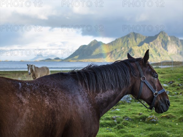 Close up of horses grazing in coastal fields