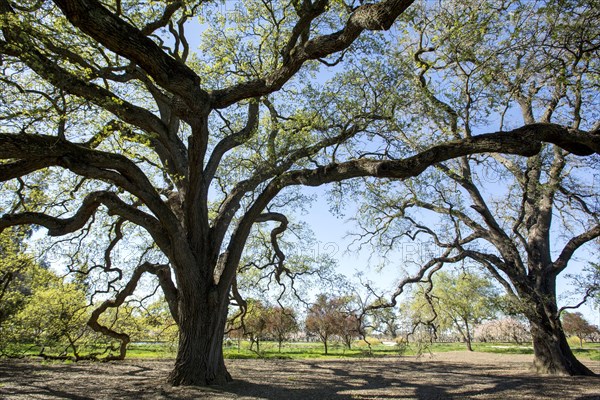 Twisting trees growing in field