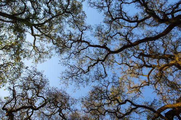 Low angle view of twisting tree branches under blue sky