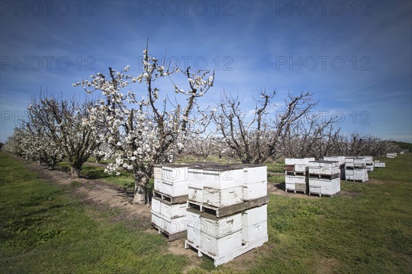 Beehives near cherry trees on farm