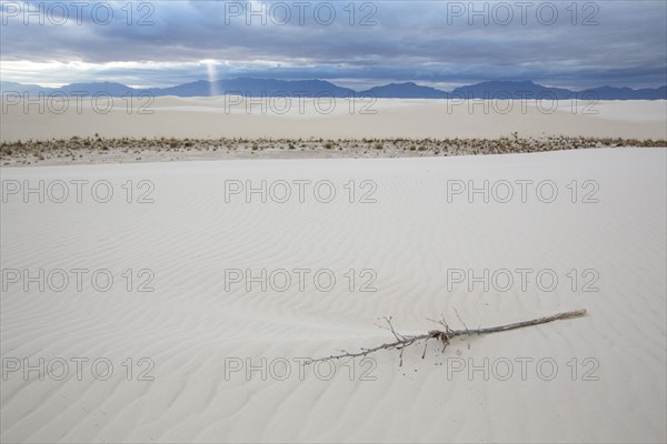Discarded branch on sand dune