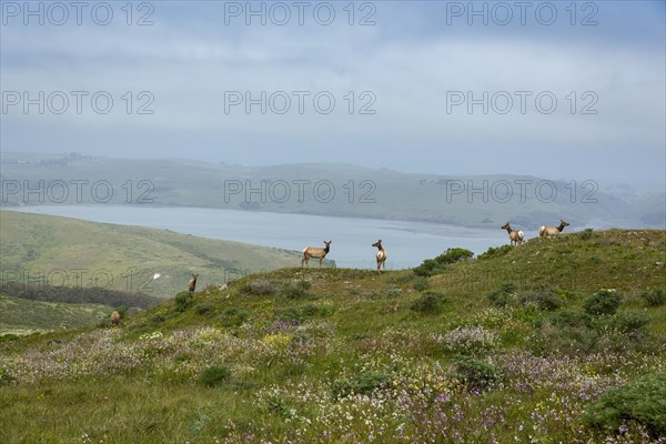 Elk grazing on hilltop in remote landscape