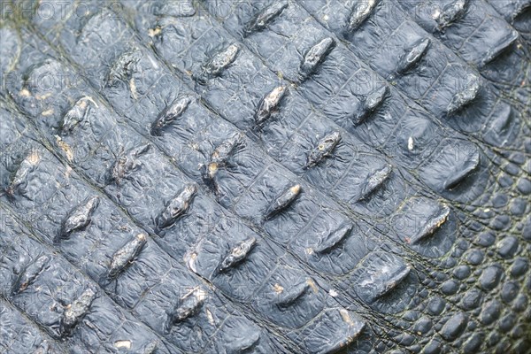 Close up of rough alligator skin