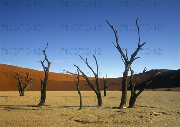 Bare trees in remote desert