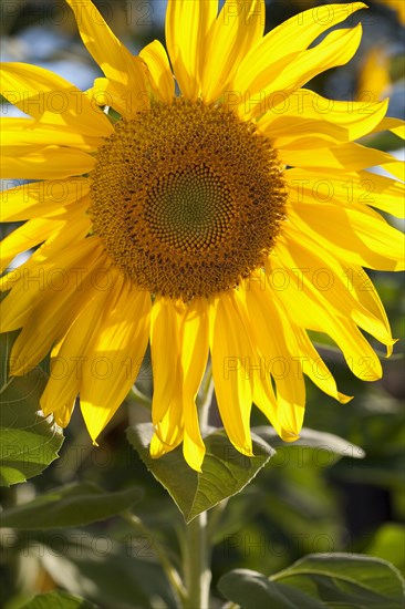 Close up of sunflower