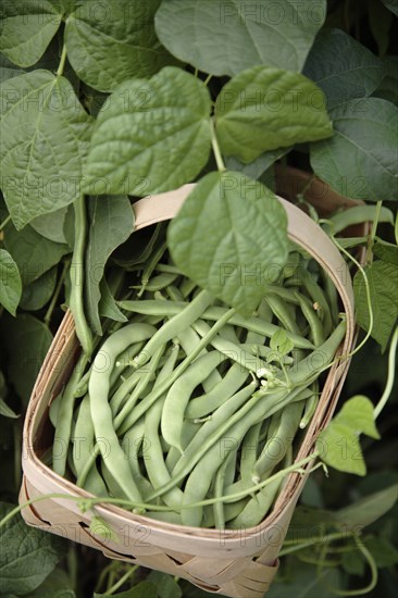 Basket of fresh picked green beans