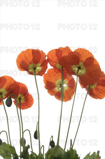 Close up of red poppies