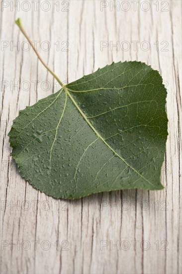 Close up of green leaf