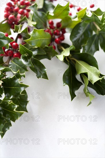 Close up of Christmas holly