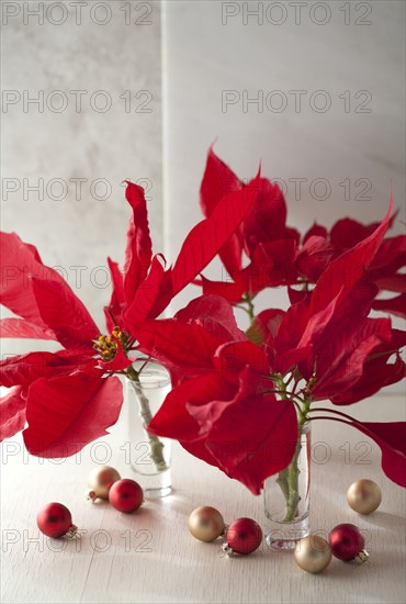 Christmas poinsettias in glass vases