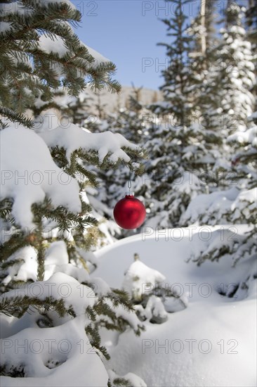 Christmas decoration hanging from snowy tree