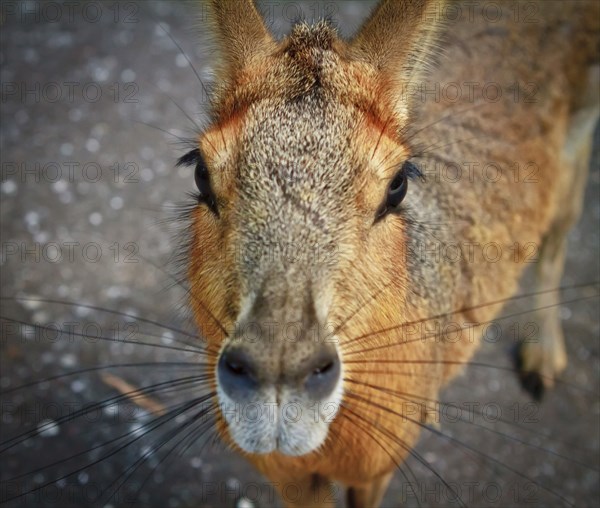 Close up of nose of capybara