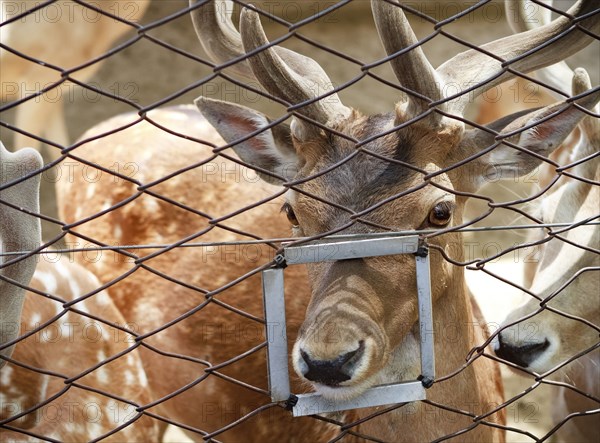 Close up of animal poking nose through feeding hole in fence