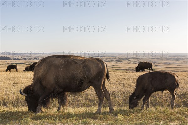 Bison grazing in grassy remote field