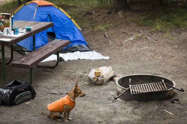 Dog sitting near fire pit at campsite