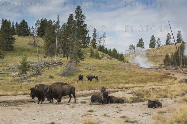 Bison in field near geyser