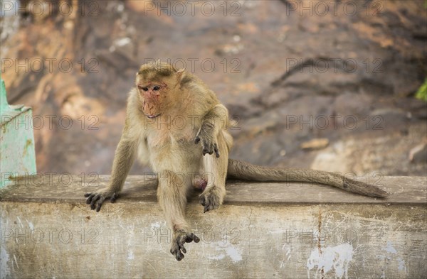 Monkey relaxing on rock wall