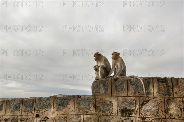Monkey sitting on rock wall