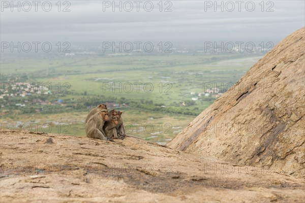 Monkey sitting on rock over rural landscape