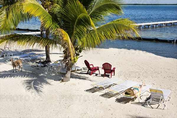 Deck chairs and palm trees on tropical beach