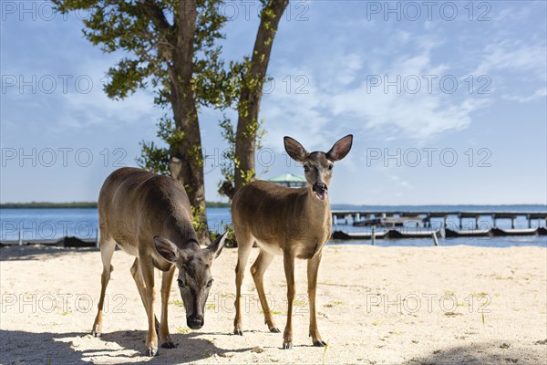 Deer standing on beach