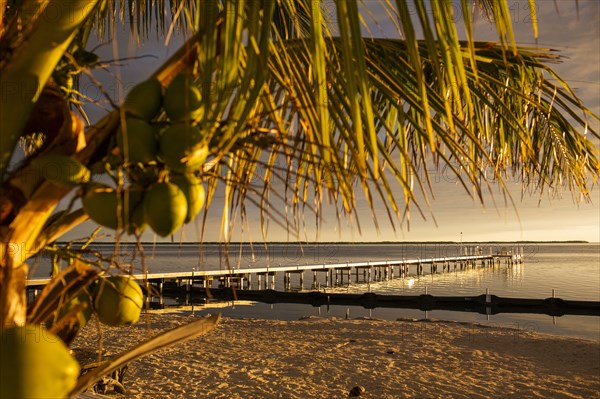 Palm tree over dock and beach