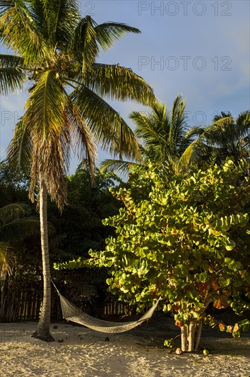 Hammock hanging between palm trees on beach