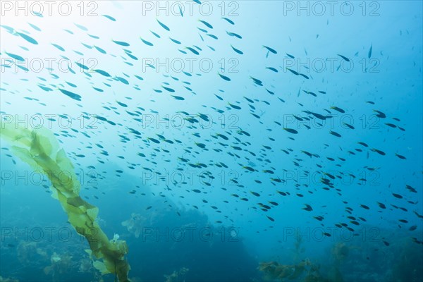 Fish swimming in ocean