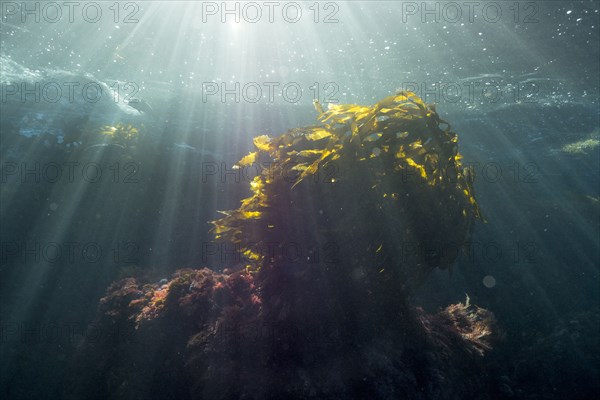 Sunbeams on fish swimming in ocean