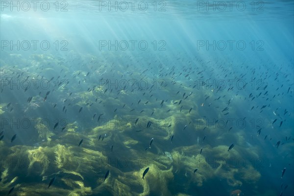 Sunbeams on fish swimming in ocean