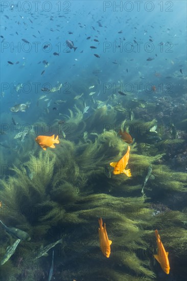 Sunbeams on fish swimming in ocean