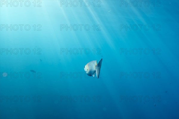 Sunbeams on fish swimming in ocean