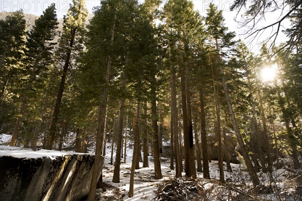 Snow in sunny forest