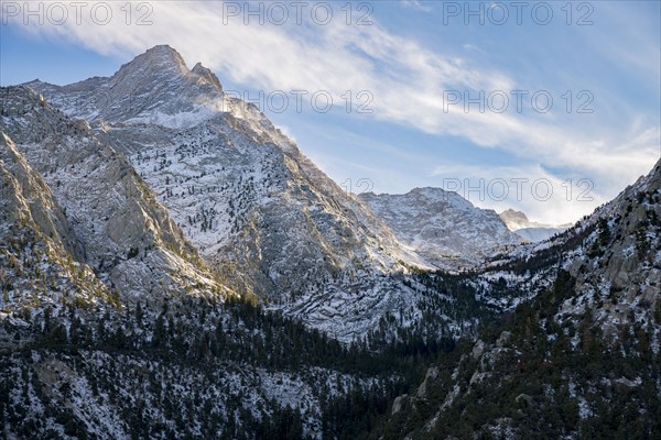 Trees near mountains