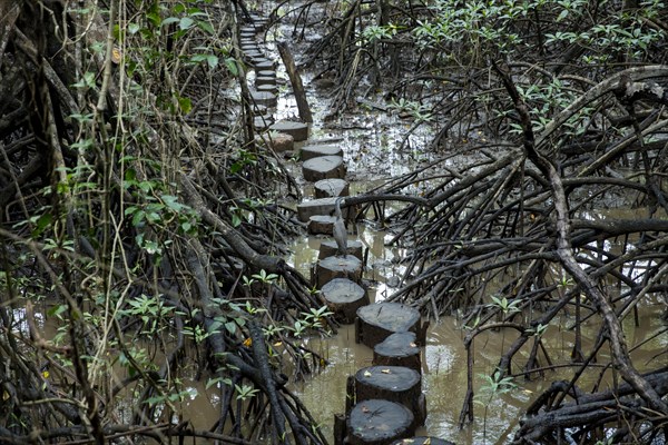 Tree stump path in mangrove