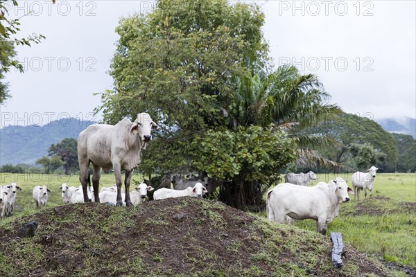 Cows on hill