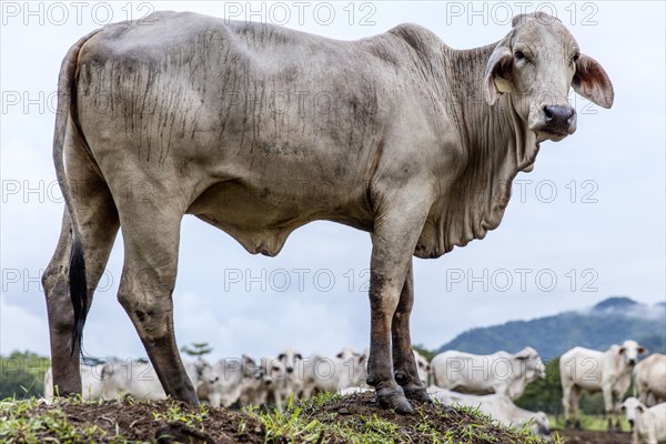 Cow standing on hill