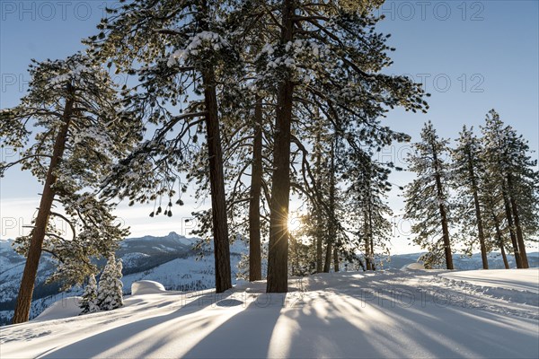 Shadows of trees in snow on mountain