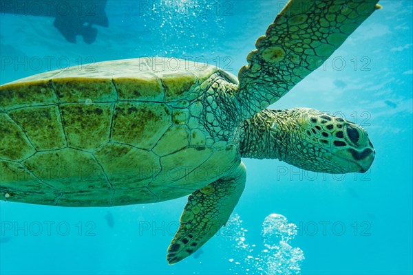 Close up of swimming sea turtle