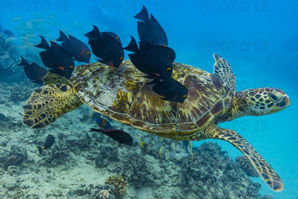 Fish nibbling shell of swimming sea turtle