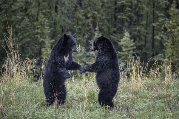 Bears standing in the forest