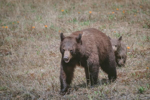 Bears walking in field