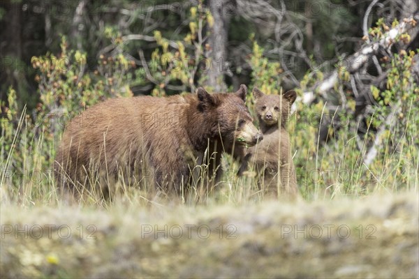 Bears standing in forest