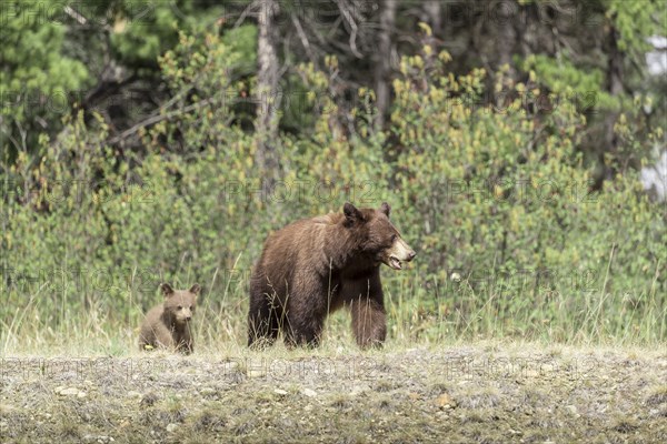 Bears walking in field