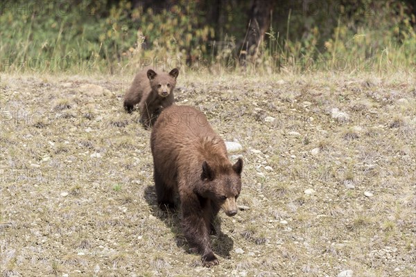 Bears walking in field