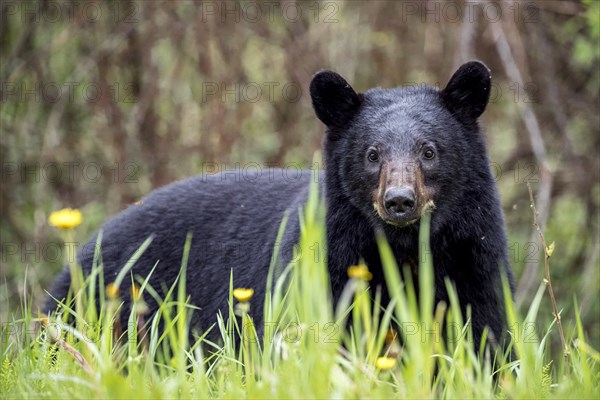 Portrait of curious bear in grass