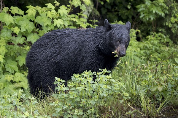 Wet bear eating foliage