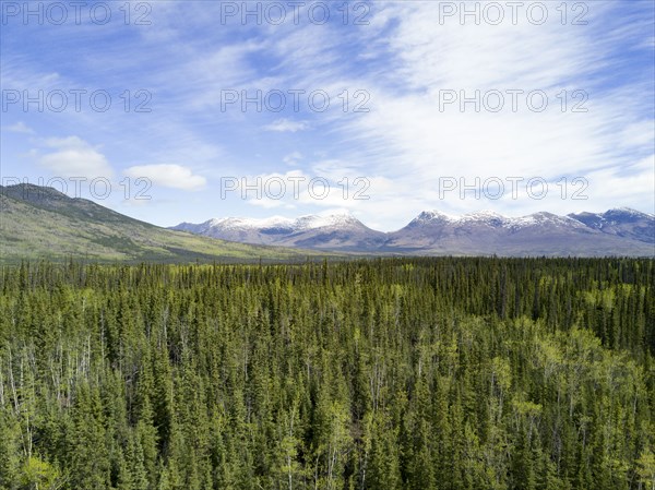 Scenic view of trees near mountain