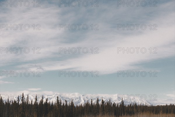 Trees near snowy mountain range